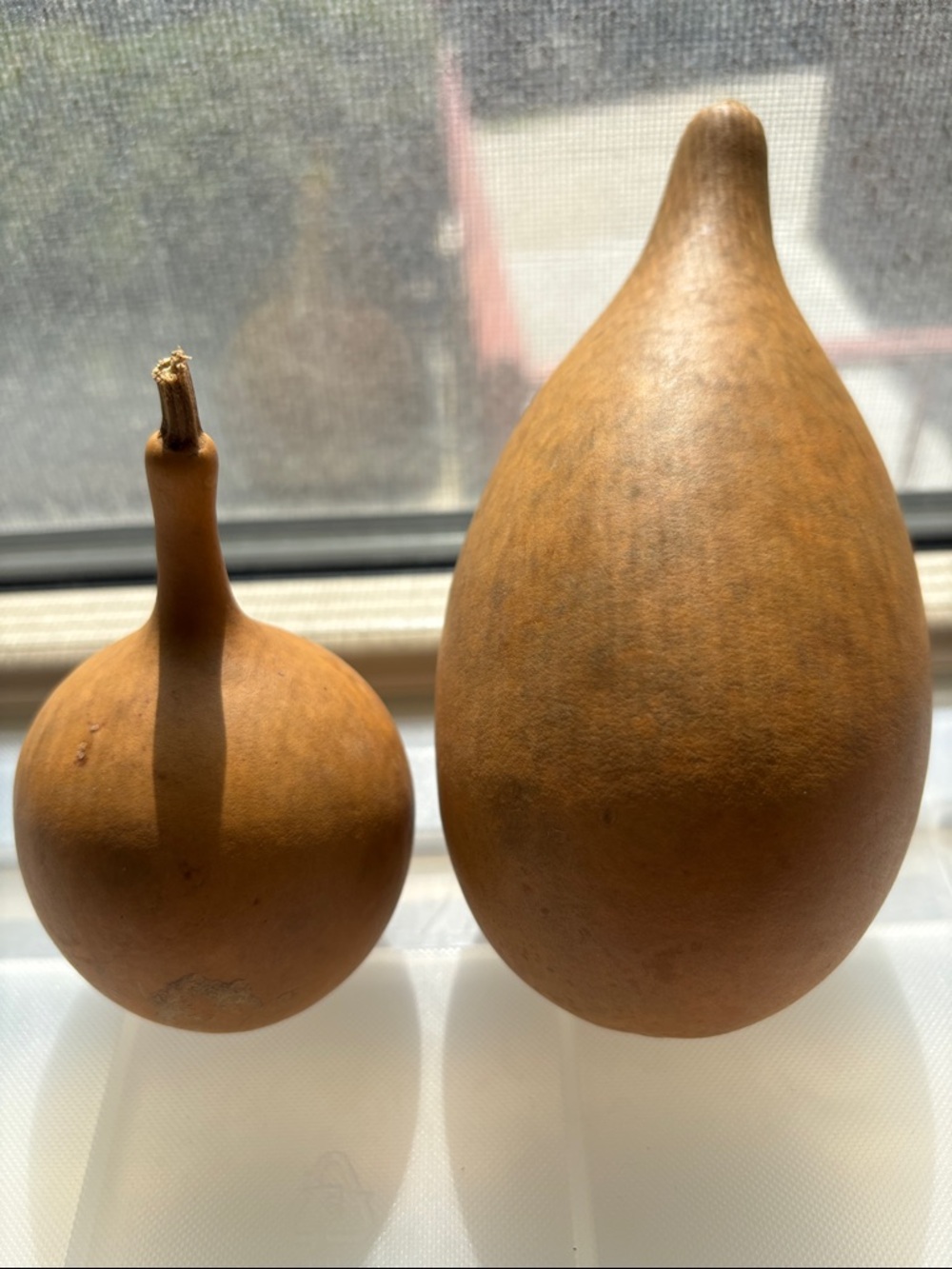 🟡6 Small To Medium Dried Gourds In Natural Brown - Picture 4 of 8